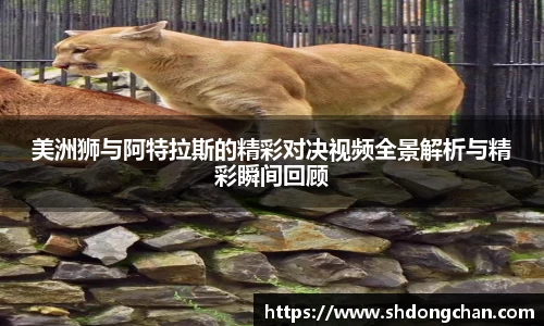 美洲狮与阿特拉斯的精彩对决视频全景解析与精彩瞬间回顾